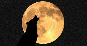 wolf moon